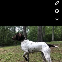 Dixie - German Shorthaired Pointer