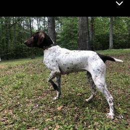 Dixie - German Shorthaired Pointer