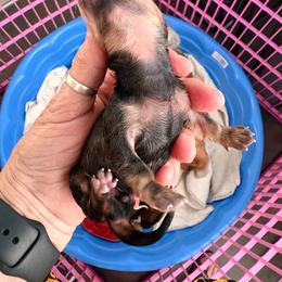 AKC Ch Sired Cream Male - Cream male Dachshund puppy in Medina, Ohio from STORIED DOXIES