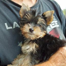 Boy 2 - Black and gold male Yorkshire Terrier puppy in Jamestown, Tennessee from Green Ridge