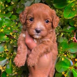 Bullseye - Red male Cavapoo puppy in Salt Lake City, Utah from SunnySide Mini Doodles