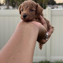 Toffee - Red  male Poodle puppy in Deltona, Florida from Poodles by CNC