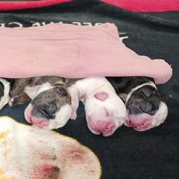 Bulldog Puppies from Heavenly English Bulldogs