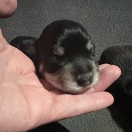 Orange Heart - Black and silver female Miniature Schnauzer puppy in White Plains, Kentucky from Devon Dunlap