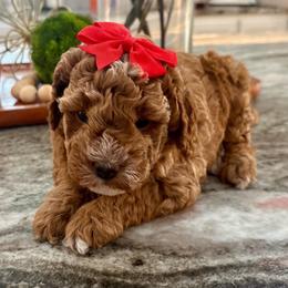 Jessie - Apricot female Goldendoodle puppy in Idabel, Oklahoma from Kay Kay’s Poodles & Doodles