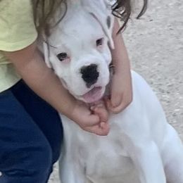 Ace of Supreme Euro Boxers - White Boxer puppy in Houston, Texas from Supreme Euro Boxers
