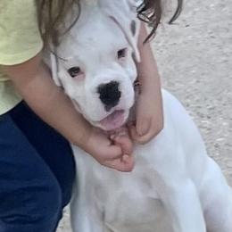 Ace of Supreme Euro Boxers - White Boxer puppy in Houston, Texas from Supreme Euro Boxers
