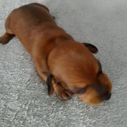Christina - Red female Dachshund puppy in Cedar Rapids, Iowa from Paulassillydogs