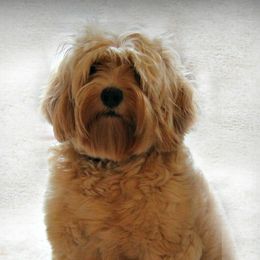 Emma - Australian Labradoodle