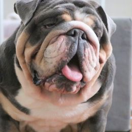 Bleu - Bulldog