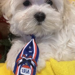 Maltese Puppies from The Royal Furbabies