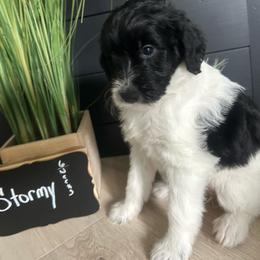 Stormy - Black and white female Aussiedoodle puppy in Eastland, Texas from H5 Mini Doodles