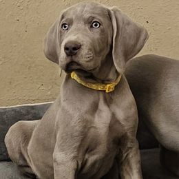 German Shorthaired Pointer and Weimaraner Puppies from Lazy Hearts Kennel