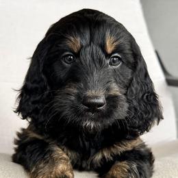 Bernedoodles, Goldendoodles, and Golden Mountain Doodles from Sonoran Standard Doodles