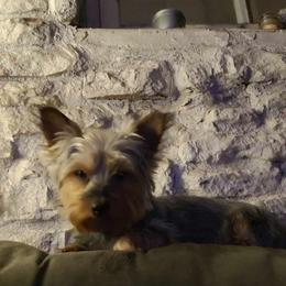 Roxie - Yorkshire Terrier
