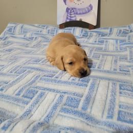 Olaf - Cream male Dachshund puppy in Round Lake Beach, Illinois from Doxie Dynasty