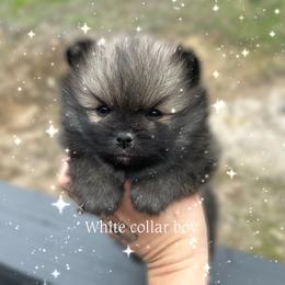 White collar boy - Orange sable male Pomeranian puppy in Pollock Pines, California from Glitzypoms