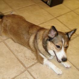 Pembroke Welsh Corgis from Rocking A Corgis