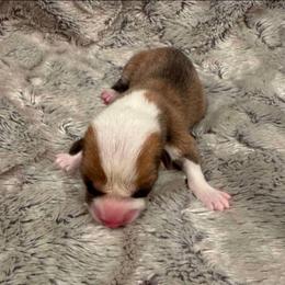 Red Male - Red male Pembroke Welsh Corgi puppy in Tenino, Washington from LoneStar Corgis NW