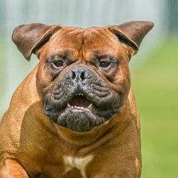Wilbur - Bullmastiff