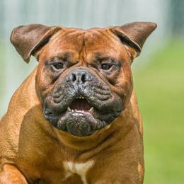 Wilbur - Bullmastiff