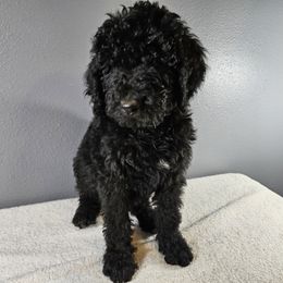 Poodle Puppies from PDX Doodle Works