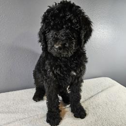 Poodle Puppies from PDX Doodle Works