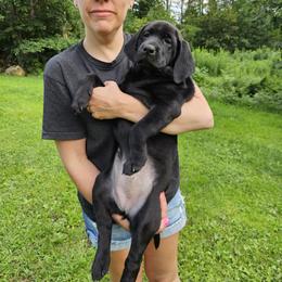 Pink - Black female Labrador Retriever puppy in Grantham, New Hampshire from Drunken Bear Ranch