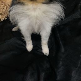 Pomeranian Puppies from Luxury Poms