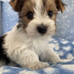 Yorkshire Terrier Puppies from Sport Yorkie