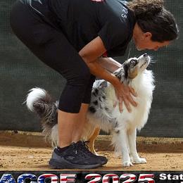 Miniature Australian Shepherds from Kelly Pompeo