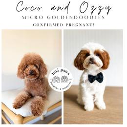 Goldendoodle puppies from Luxi Paws Doodles