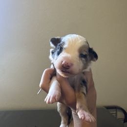Hibiscus - Blue merle female Border Collie puppy in Lodi, California from R3 Sport Dogs (Rafter 3 Ranch)