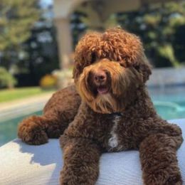 Australian Labradoodles from Ann Pacheco