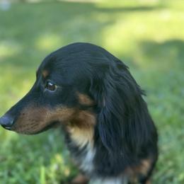 Misty - Dachshund