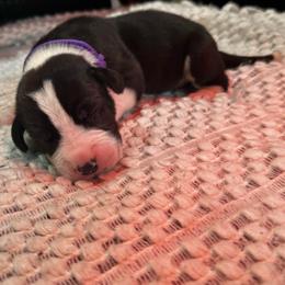 Falkor - Mantle male Great Dane puppy in Liberty, New York from Catskills Greatest Danes