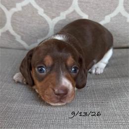 Buster - Chocolate and tan male Dachshund puppy in Joshua Tree, California from Desert Dreams Ranch