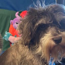Melleck - Miniature Schnauzer