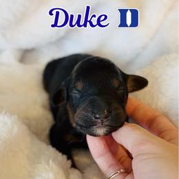 Duke - Black phantom male Aussiedoodle puppy in High Point, North Carolina from Kingsfield Doodles