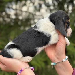 Female 5 - Black brown and white female Basset Hound puppy in Lindley, New York from Hill Top Basset Hounds & Cane Corso