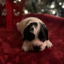 Dottie - Black and white female Cockapoo puppy in Connersville, Indiana from MoonShine Babies