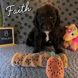Faith - Black female Sheepadoodle puppy in Glen Rose, Texas from Clevenger’s Sheepadoodle Fur Baby Farm