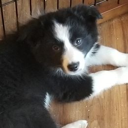 Border Collies from Luna Border Collies
