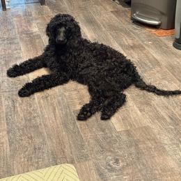 Juniper - Blue female Poodle puppy in Moncks Corner, South Carolina from Charleston Reds Standard Poodles and Whippets