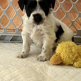Miniature Schnauzer Puppies from A.R Miniature Schnauzers