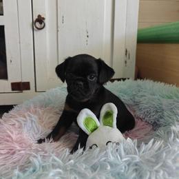 Brussels Griffon Puppies from Little Griffons