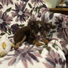 Brownie - Red tri female Toy Australian Shepherd puppy in Grady, Arkansas from KAREN K MCPHERSON