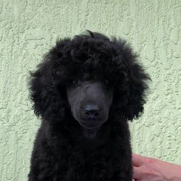 Poodle Puppies from Madness Kennels