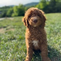 Marty (Robbins) - Red  male Goldendoodle puppy in Eagleville, Tennessee from Nash Doodles