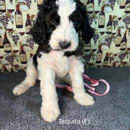 Tequila - Parti female Goldendoodle puppy in Water Valley, Mississippi from Olympian Doodles